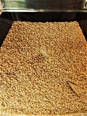 ARROZ YAMANI - GRANEL